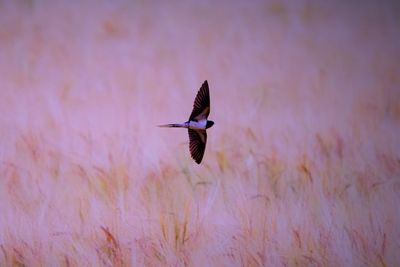 Close-up of bird flying