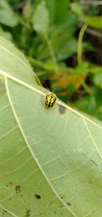 Close-up of insect on leaf