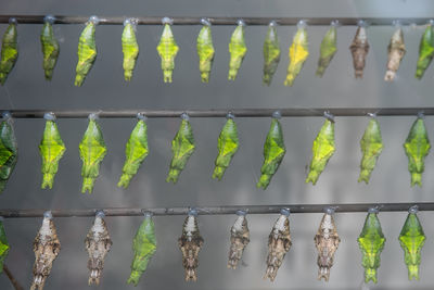 Close-up of various cocoons hanging in row