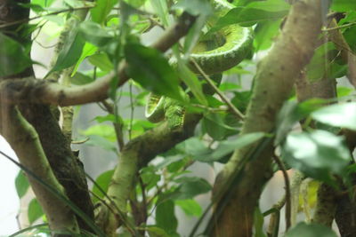 Low angle view of lizard on tree