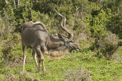 Kudu antelope on grass