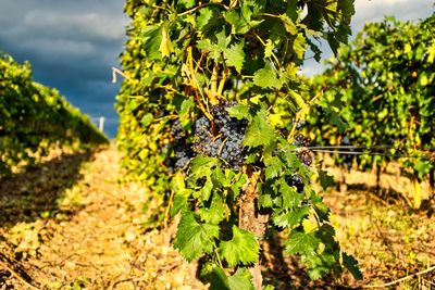 Close-up of vineyard