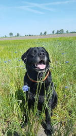 Black dog in a field