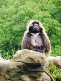 Lion sitting on tree in zoo