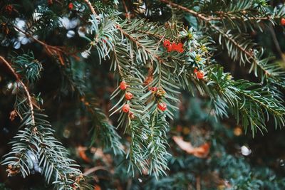 Close-up of tree branch