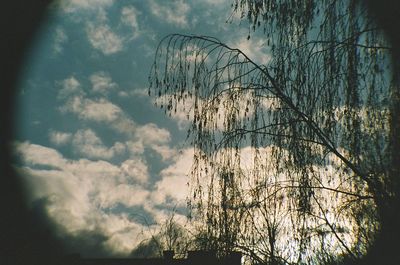 Low angle view of bare trees against sky