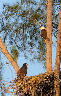 Low angle view of eagle perching on tree