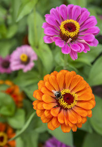 Close-up of honey bee on pink flower