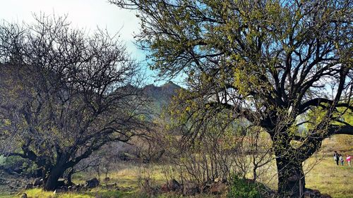 Trees growing on landscape