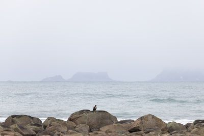 Sea eagle sitting on huge rock by the sea observing surroundings against mountain range in distance