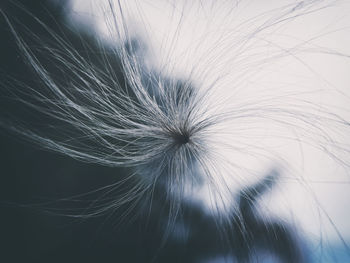 Close-up of dandelion on plant