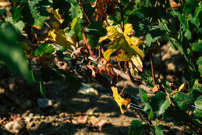 Close-up of autumn leaves on field