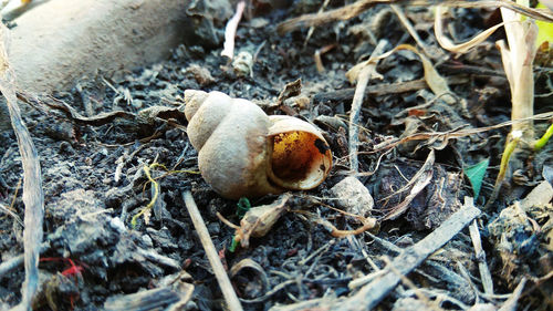 Close-up of snail on land