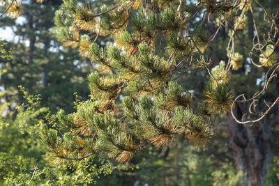 Close-up of pine tree