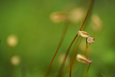 Close-up of flowering plant against blurred background
