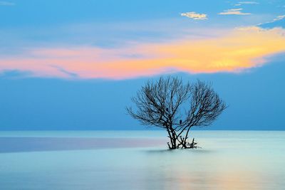 Bare tree on landscape against sea at sunset