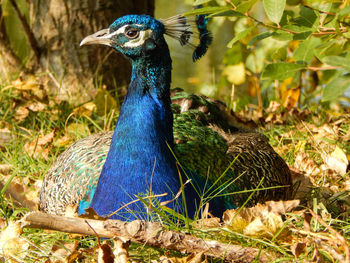 Close-up of peacock