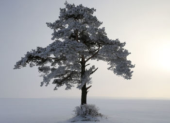 Tree by snow covered land against sky