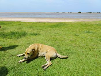 View of a dog on field