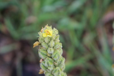 Close-up of flower against blurred background