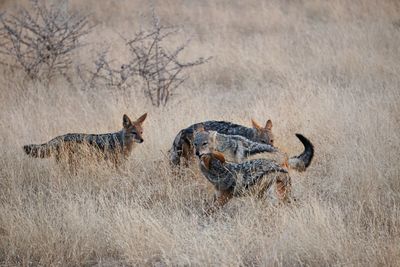 Foxes on grassy field in forest