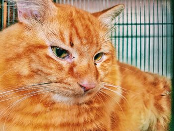 Close-up portrait of a cat