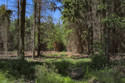 Trees and plants in forest