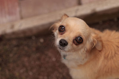 Close-up portrait of dog