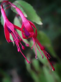 Close-up of pink rose flower