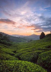 Scenic view of agricultural field against sky during sunset