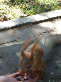 High angle view of hand eating outdoors