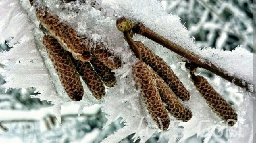 CLOSE-UP OF SNOW ON A FROZEN