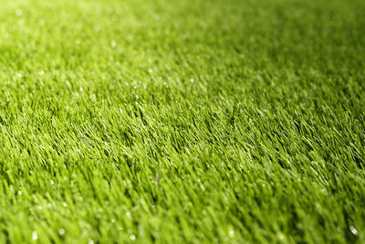 Texture of green grass on a sports soccer field or golf lawn. green sports lawn in the stadium