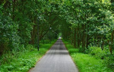 Narrow pathway along trees