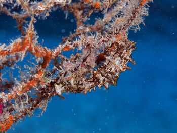 Close-up of a sea horse in a net