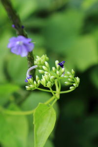 Close-up of purple flowers blooming outdoors