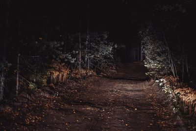 Footpath amidst trees in forest at night