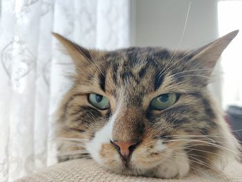 Close-up portrait of cat