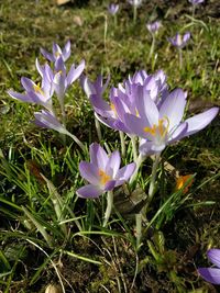 Close-up of purple crocus flowers