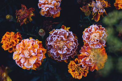 Close-up of marigold flowers