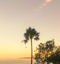 Silhouette palm tree by sea against sky at sunset