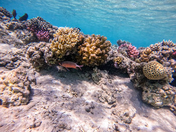 Close-up of coral in sea