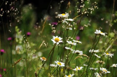 Close-up of cosmos flowers blooming outdoors