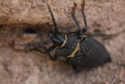Macro shot of black beetle on mud