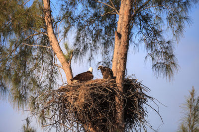 Low angle view of birds on tree against sky