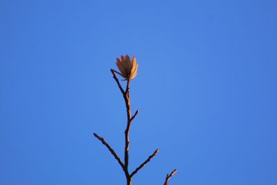 Close-up of plant against clear blue sky