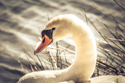 Close-up of a swan