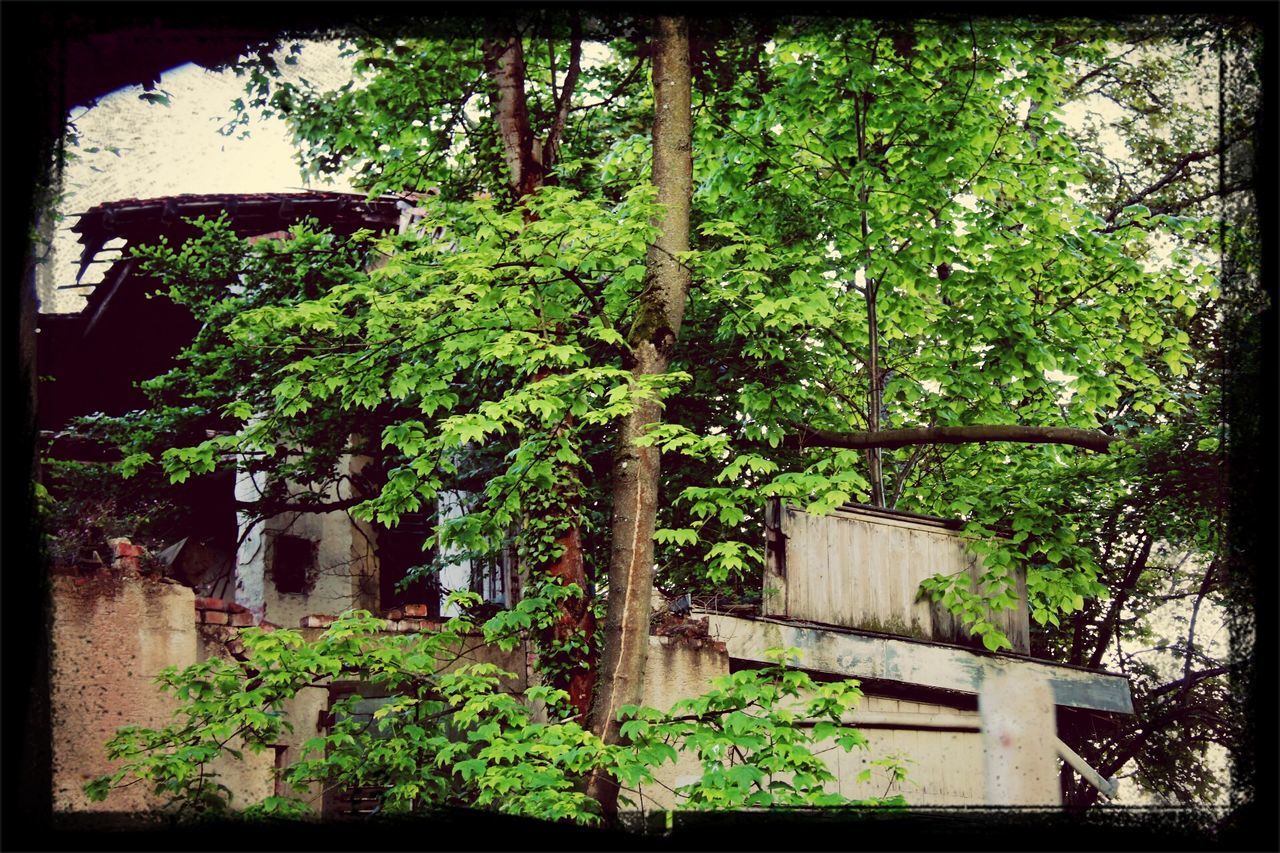 transfer print, tree, growth, auto post production filter, plant, green color, nature, front or back yard, tranquility, wood - material, day, lush foliage, grass, beauty in nature, outdoors, green, branch, no people, bench, park - man made space