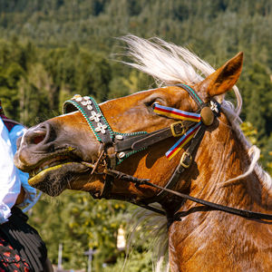 Horse standing on field