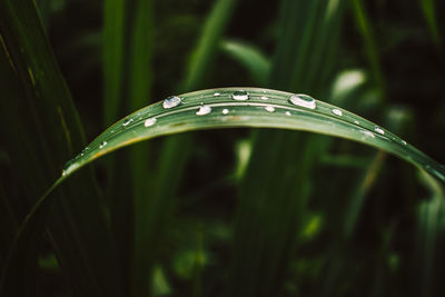 Close-up of raindrops on grass